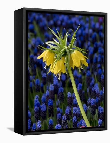 USA, Washington State, Mt. Vernon. Skagit Valley Tulip Festival.-Merrill Images-Framed Premier Image Canvas