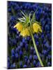 USA, Washington State, Mt. Vernon. Skagit Valley Tulip Festival.-Merrill Images-Mounted Photographic Print