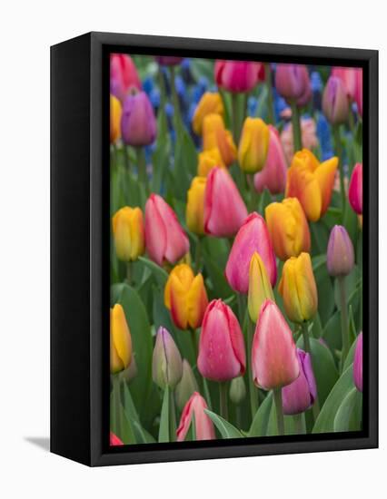 USA, Washington State, Mt. Vernon. Tulips in display garden at Skagit Valley Tulip Festival.-Merrill Images-Framed Premier Image Canvas