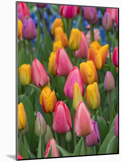 USA, Washington State, Mt. Vernon. Tulips in display garden at Skagit Valley Tulip Festival.-Merrill Images-Mounted Photographic Print