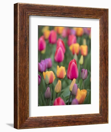 USA, Washington State, Mt. Vernon. Tulips in display garden at Skagit Valley Tulip Festival.-Merrill Images-Framed Photographic Print