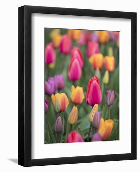 USA, Washington State, Mt. Vernon. Tulips in display garden at Skagit Valley Tulip Festival.-Merrill Images-Framed Photographic Print