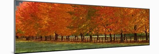 USA, Washington State, North Bend fence and tree lined driveway in fall colors-Sylvia Gulin-Mounted Photographic Print
