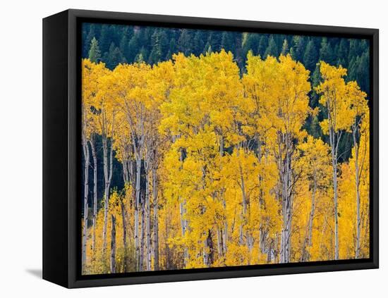 USA, Washington State, Okanogan County. Aspen trees in the fall.-Julie Eggers-Framed Premier Image Canvas