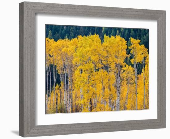 USA, Washington State, Okanogan County. Aspen trees in the fall.-Julie Eggers-Framed Photographic Print