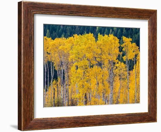 USA, Washington State, Okanogan County. Aspen trees in the fall.-Julie Eggers-Framed Photographic Print