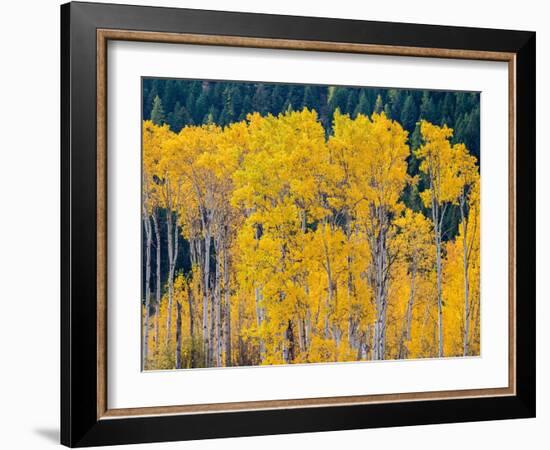 USA, Washington State, Okanogan County. Aspen trees in the fall.-Julie Eggers-Framed Photographic Print