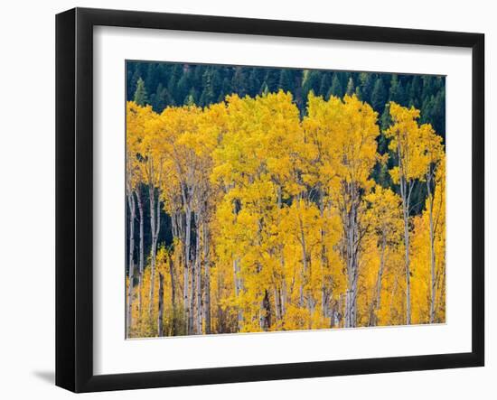 USA, Washington State, Okanogan County. Aspen trees in the fall.-Julie Eggers-Framed Photographic Print