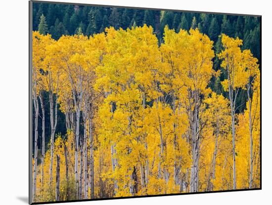 USA, Washington State, Okanogan County. Aspen trees in the fall.-Julie Eggers-Mounted Photographic Print