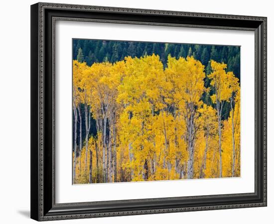 USA, Washington State, Okanogan County. Aspen trees in the fall.-Julie Eggers-Framed Photographic Print