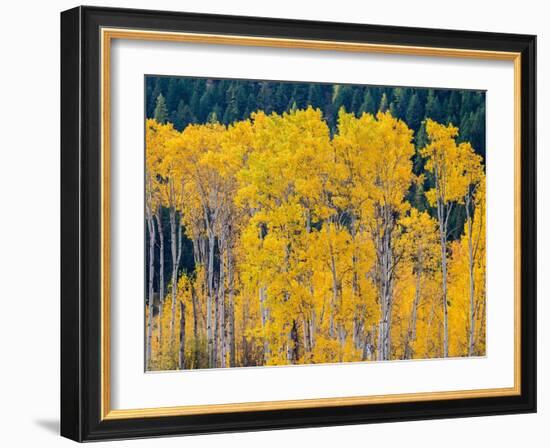 USA, Washington State, Okanogan County. Aspen trees in the fall.-Julie Eggers-Framed Photographic Print