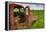 USA, Washington State, Old Colorful Field Truck in field-Terry Eggers-Framed Premier Image Canvas