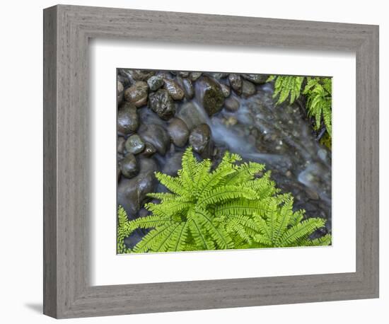 USA, Washington State, Olympic National Forest. Maidenhair ferns and rocky stream.-Jaynes Gallery-Framed Photographic Print