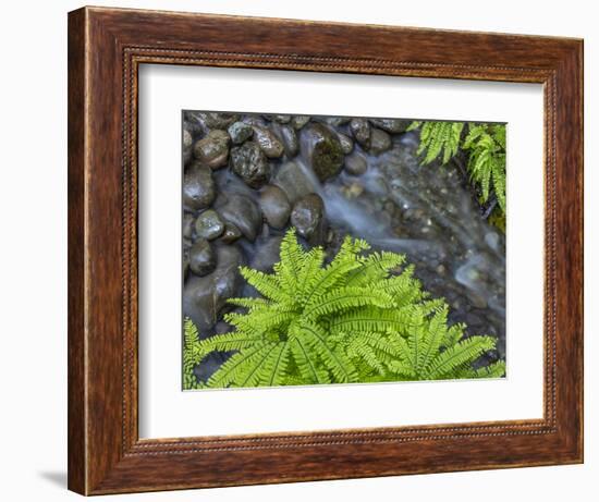 USA, Washington State, Olympic National Forest. Maidenhair ferns and rocky stream.-Jaynes Gallery-Framed Photographic Print