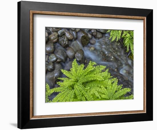 USA, Washington State, Olympic National Forest. Maidenhair ferns and rocky stream.-Jaynes Gallery-Framed Photographic Print