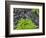 USA, Washington State, Olympic National Forest. Maidenhair ferns and rocky stream.-Jaynes Gallery-Framed Photographic Print