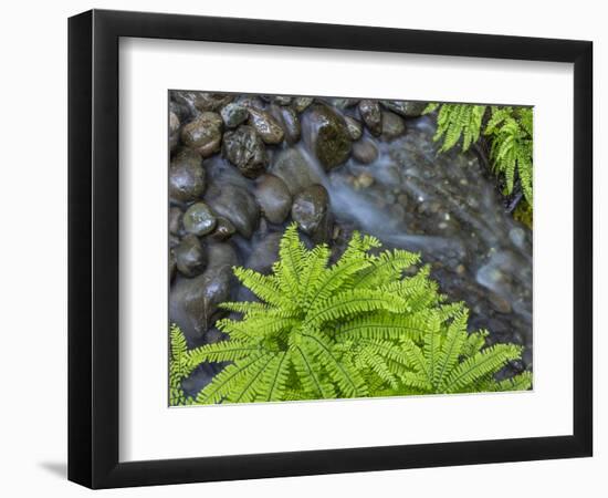 USA, Washington State, Olympic National Forest. Maidenhair ferns and rocky stream.-Jaynes Gallery-Framed Photographic Print