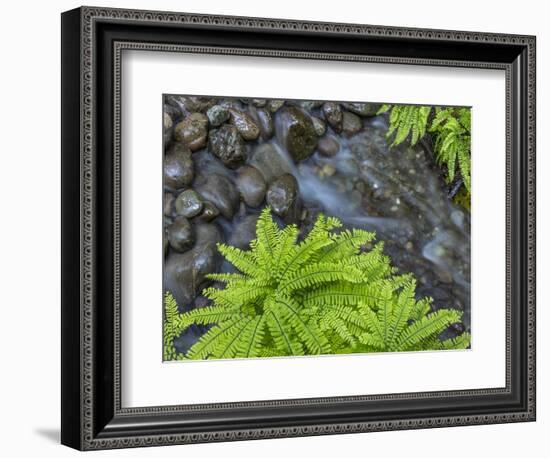 USA, Washington State, Olympic National Forest. Maidenhair ferns and rocky stream.-Jaynes Gallery-Framed Photographic Print