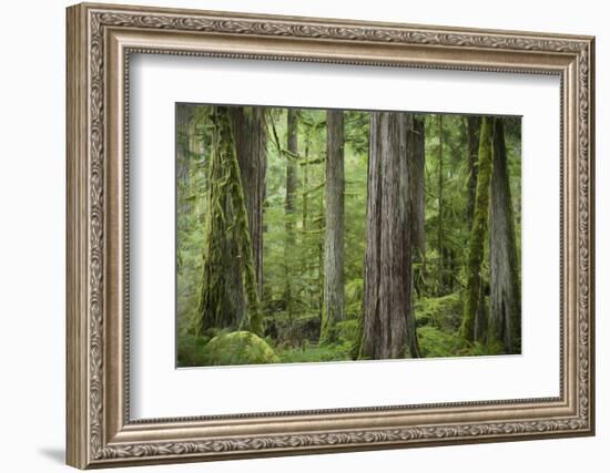 USA, Washington State, Olympic National Park. Abstract of old growth forest.-Jaynes Gallery-Framed Photographic Print