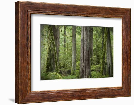 USA, Washington State, Olympic National Park. Abstract of old growth forest.-Jaynes Gallery-Framed Photographic Print