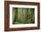 USA, Washington State, Olympic National Park. Abstract of old growth forest.-Jaynes Gallery-Framed Photographic Print