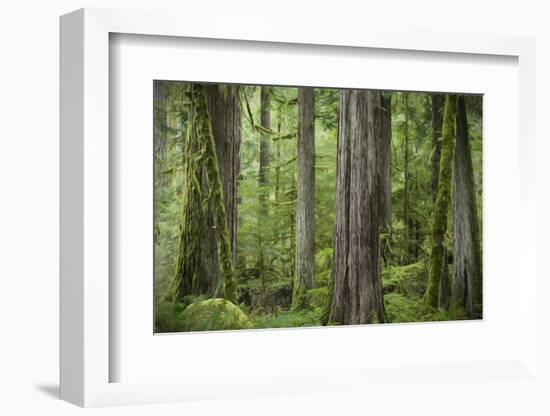 USA, Washington State, Olympic National Park. Abstract of old growth forest.-Jaynes Gallery-Framed Photographic Print