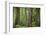 USA, Washington State, Olympic National Park. Abstract of old growth forest.-Jaynes Gallery-Framed Photographic Print