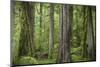 USA, Washington State, Olympic National Park. Abstract of old growth forest.-Jaynes Gallery-Mounted Photographic Print