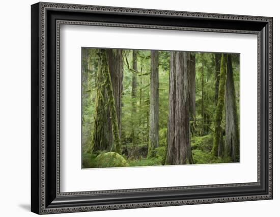 USA, Washington State, Olympic National Park. Abstract of old growth forest.-Jaynes Gallery-Framed Photographic Print