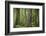 USA, Washington State, Olympic National Park. Abstract of old growth forest.-Jaynes Gallery-Framed Photographic Print