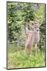 USA, Washington State, Olympic National Park. Black-tailed deer fawn portrait face on in wildflower-Trish Drury-Mounted Photographic Print