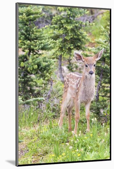 USA, Washington State, Olympic National Park. Black-tailed deer fawn portrait face on in wildflower-Trish Drury-Mounted Photographic Print