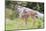 USA, Washington State, Olympic National Park. Black-tailed deer fawn portrait in meadow near Hurric-Trish Drury-Mounted Photographic Print