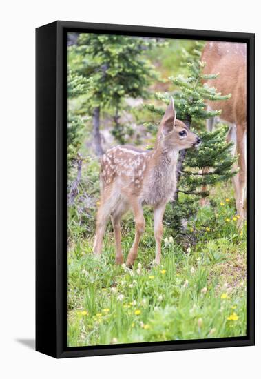 USA, Washington State, Olympic National Park Black-tailed deer fawn wildflower meadow. Concerned ex-Trish Drury-Framed Premier Image Canvas