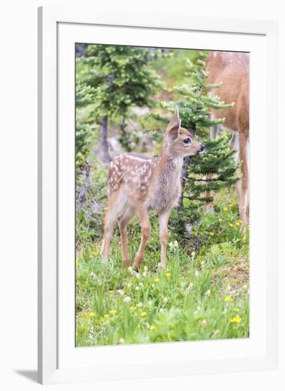 USA, Washington State, Olympic National Park Black-tailed deer fawn wildflower meadow. Concerned ex-Trish Drury-Framed Photographic Print