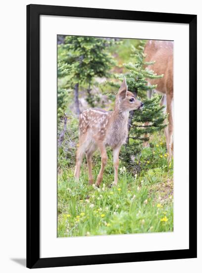 USA, Washington State, Olympic National Park Black-tailed deer fawn wildflower meadow. Concerned ex-Trish Drury-Framed Photographic Print