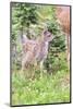 USA, Washington State, Olympic National Park Black-tailed deer fawn wildflower meadow. Concerned ex-Trish Drury-Mounted Photographic Print