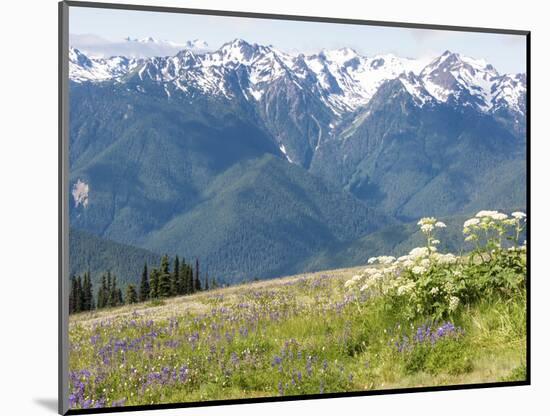 USA, Washington State, Olympic National Park. Expansive view of wildflower covered hills from Hurri-Trish Drury-Mounted Photographic Print
