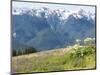 USA, Washington State, Olympic National Park. Expansive view of wildflower covered hills from Hurri-Trish Drury-Mounted Photographic Print