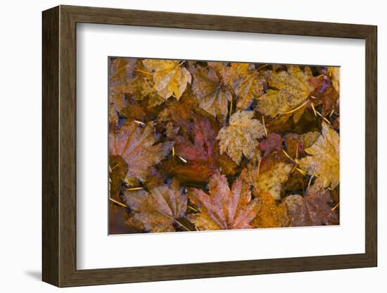 USA, Washington State, Olympic National Park. Fall vine maple leaves floating in pool.-Jaynes Gallery-Framed Photographic Print