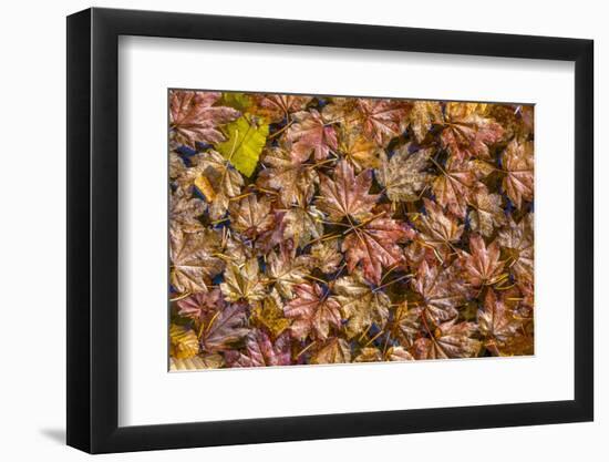 USA, Washington State, Olympic National Park. Fall vine maple leaves floating in pool.-Jaynes Gallery-Framed Photographic Print