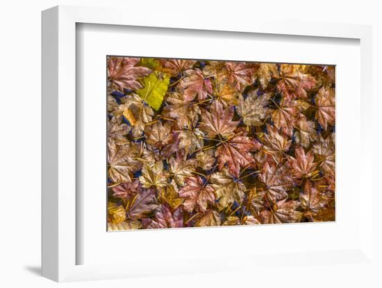 USA, Washington State, Olympic National Park. Fall vine maple leaves floating in pool.-Jaynes Gallery-Framed Photographic Print