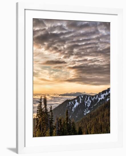 USA, Washington State, Olympic National Park, View towards Hurricane Ridge-Ann Collins-Framed Photographic Print