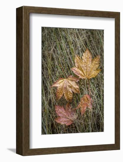 USA, Washington State, Olympic National Park. Vine maple leaves in meadow grasses.-Jaynes Gallery-Framed Photographic Print