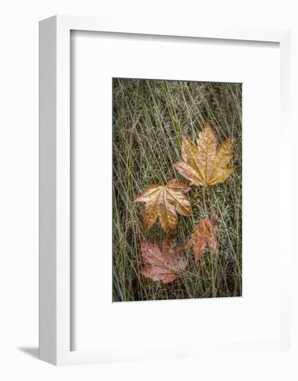 USA, Washington State, Olympic National Park. Vine maple leaves in meadow grasses.-Jaynes Gallery-Framed Photographic Print