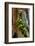 USA, Washington State, Olympic National Park, Wildflowers at Base of Tree-Hollice Looney-Framed Photographic Print