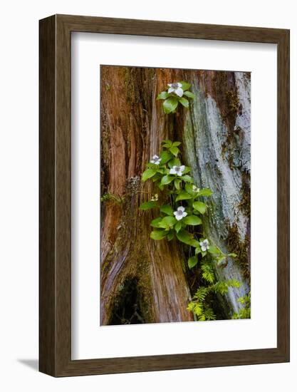 USA, Washington State, Olympic National Park, Wildflowers at Base of Tree-Hollice Looney-Framed Photographic Print