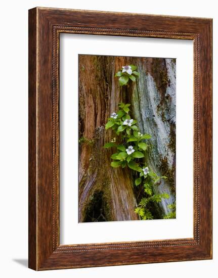 USA, Washington State, Olympic National Park, Wildflowers at Base of Tree-Hollice Looney-Framed Photographic Print