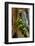 USA, Washington State, Olympic National Park, Wildflowers at Base of Tree-Hollice Looney-Framed Photographic Print