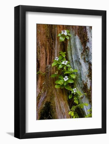 USA, Washington State, Olympic National Park, Wildflowers at Base of Tree-Hollice Looney-Framed Photographic Print